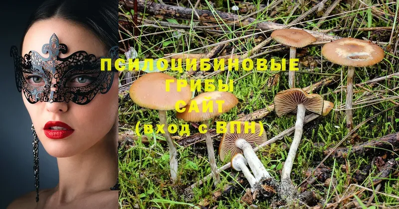 Галлюциногенные грибы Psilocybine cubensis  OMG ТОР  Мамоново 